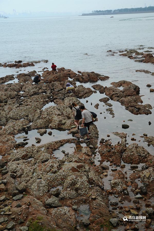 高清:栈桥跌大潮露出壮观礁石阵 游客热闹赶海
