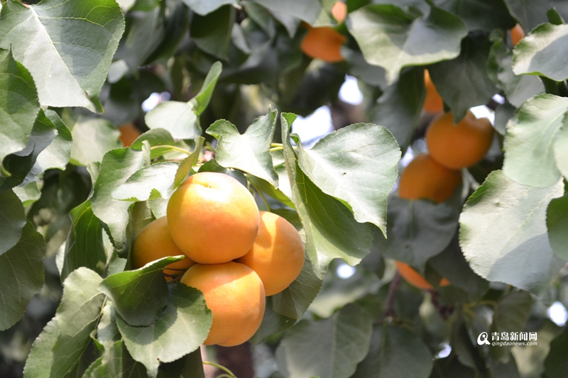 高清:少山杏大量上市 甜杏采摘期仅剩最后一周