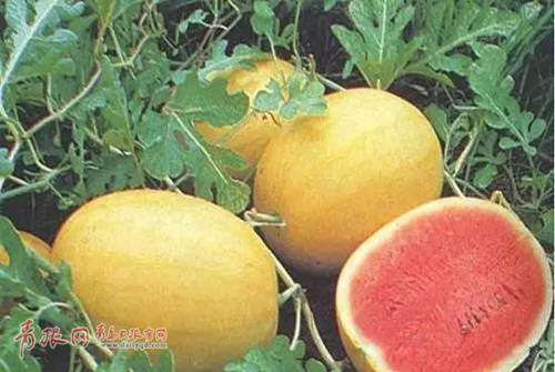 即墨传统农法种出黄金西瓜 口味俱佳每斤5元