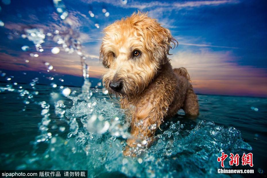 英国年度狗狗摄影师获奖作品发布