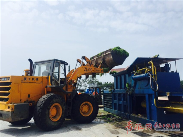 截至6月22日，青岛已经清理浒苔17230吨
