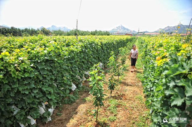 【青岛故事】平度好儿媳谭岩 照顾瘫痪公公20