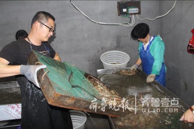 每天10万斤对虾从即墨销往全国 八成销往南方