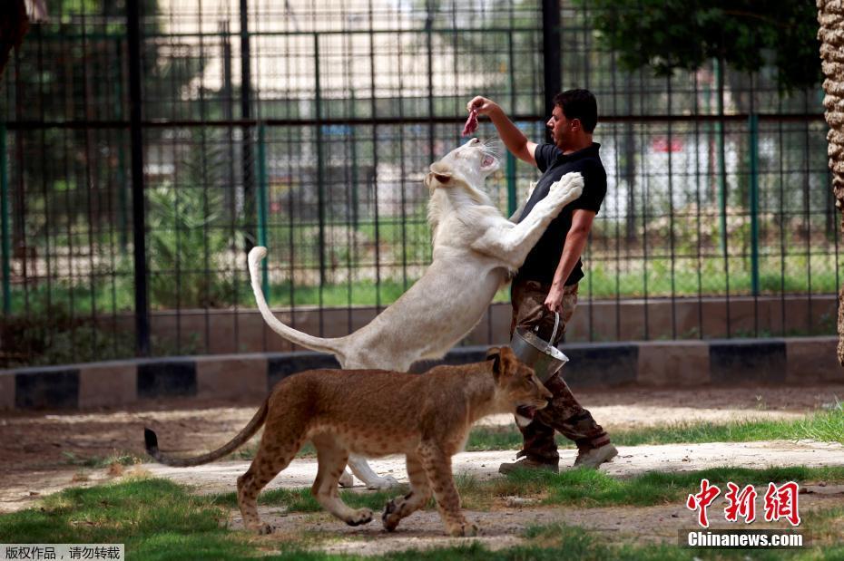伊拉克饲养员与罕见白狮亲密无间 全球不过百只