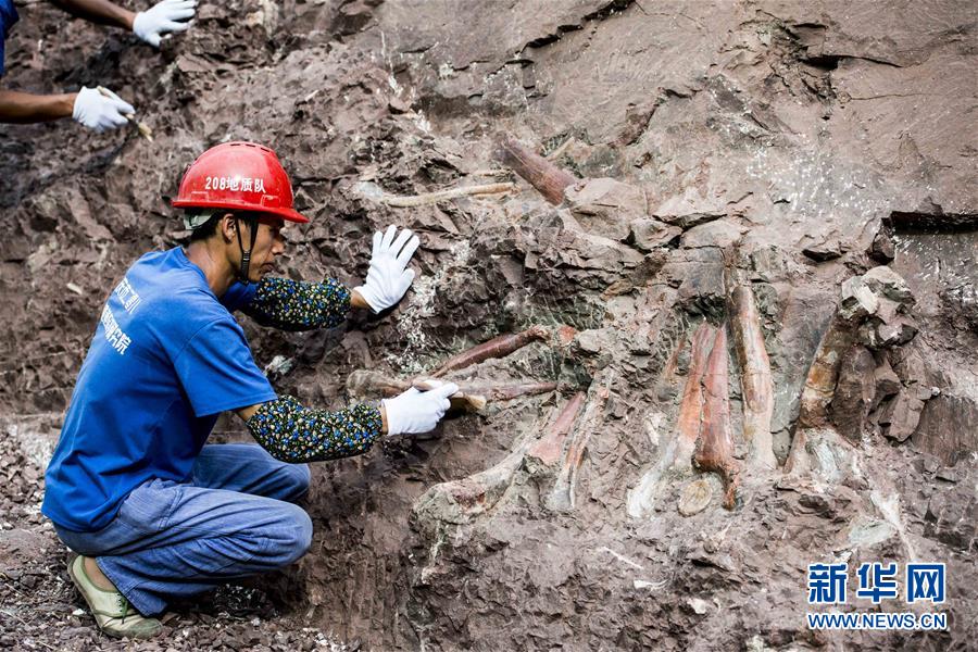 组图：重庆云阳发现世界级恐龙化石群 长150米