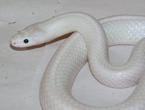 澳洲发现罕见白蛇 通体雪白网友赞“漂亮”(图)