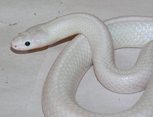 澳洲发现罕见白蛇 通体雪白网友赞"漂亮"(图)