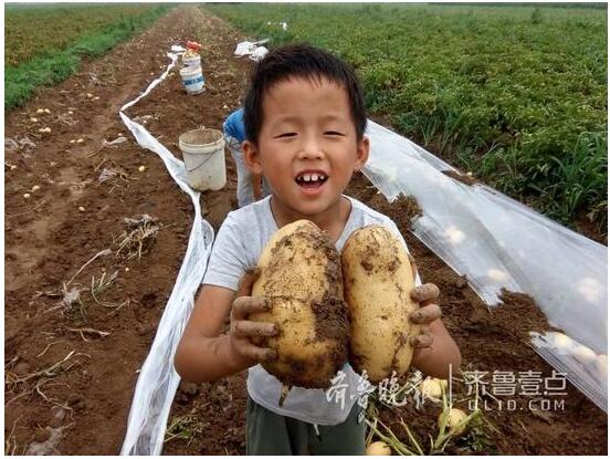 雨后土湿农民抢收土豆栽大葱 连9岁娃都下地