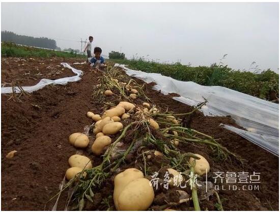 雨后土湿农民抢收土豆栽大葱 连9岁娃都下地