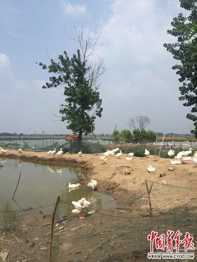 安徽淮南因挖煤形成大片塌陷湖 村民家园沉于水底
