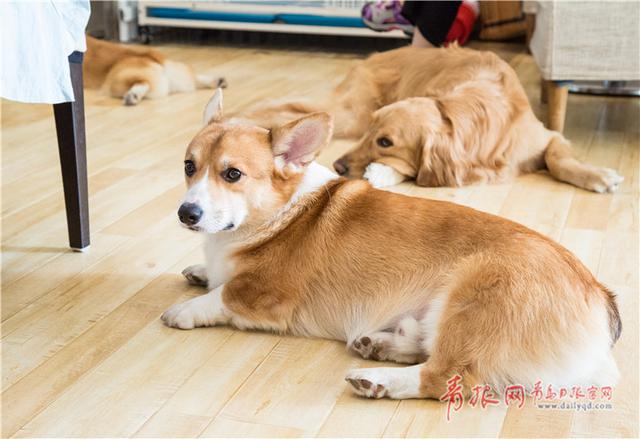 柯基犬蛋卷一言不合就趴下,露着小短腿.