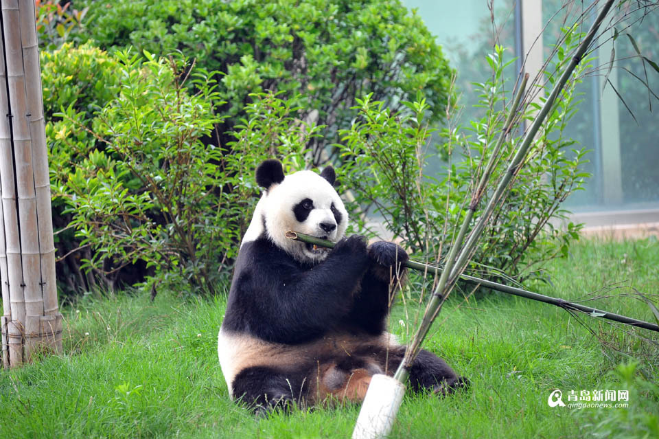 高清：实拍网红'脱裤'熊猫在青生活 9人伺候