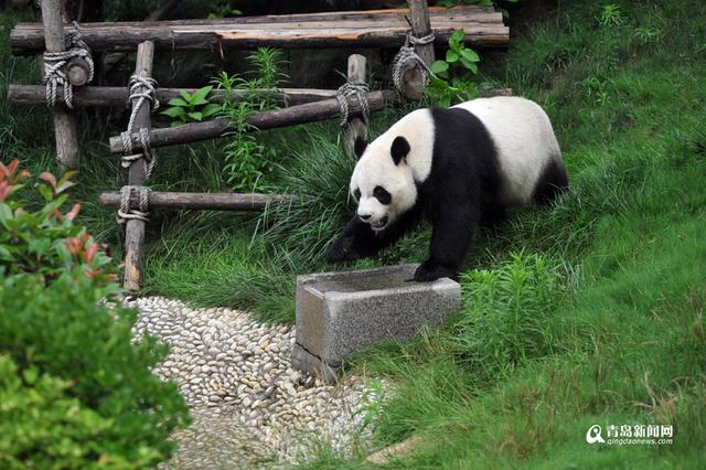 高清:实拍网红"脱裤"熊猫在青生活 9人伺候