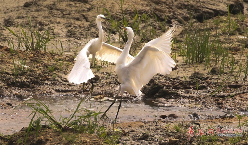 白鹭墨水河畔斗舞 胶州湾湿地鸟类繁衍
