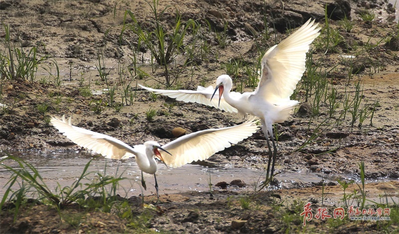 白鹭墨水河畔斗舞 胶州湾湿地鸟类繁衍