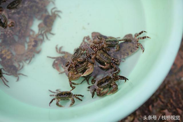 2017年7月17日,游人在青岛栈桥海滨赶海休闲抓到的小沙蟹.