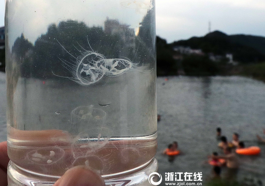 义乌现“水中大熊猫”桃花水母：比恐龙还古老