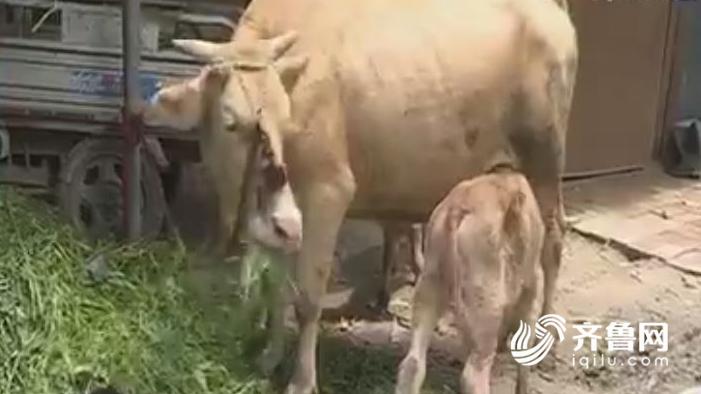济南一头母牛12天内产下俩小牛 专家:这不科学