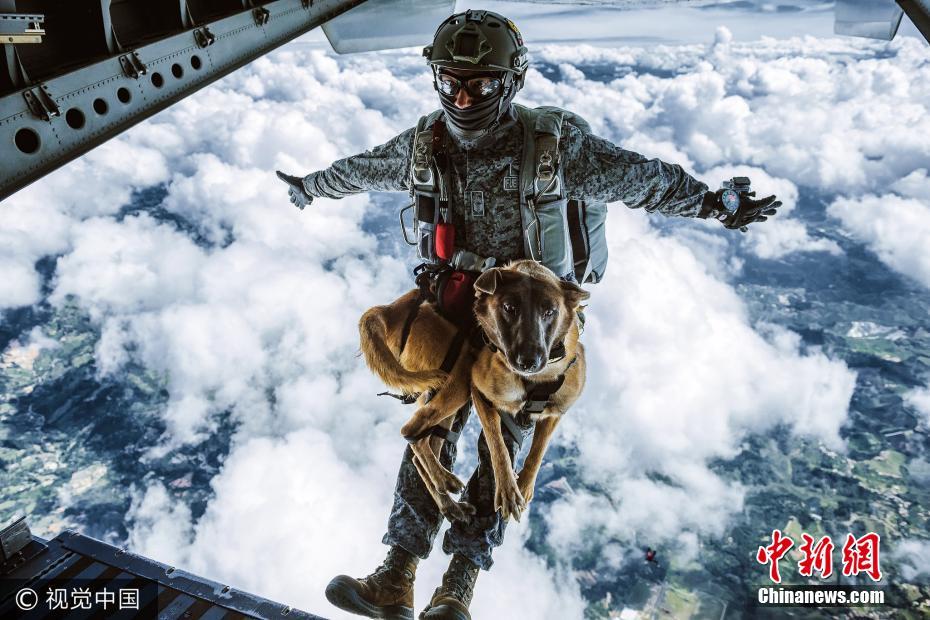 哥伦比亚军犬从四千米高空跳伞