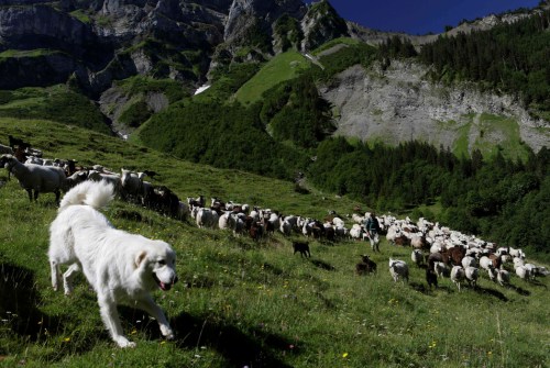 庇里牛斯山区的羊群与牧羊犬。（图片来源：路透社）