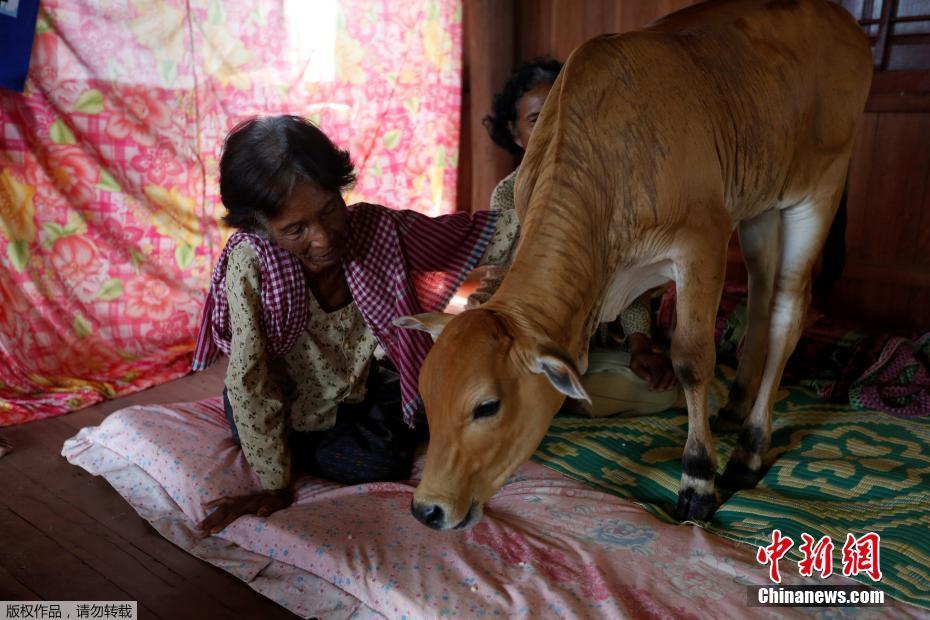 高清：柬埔寨寡妇屋内养牛 坚信牛是丈夫转世
