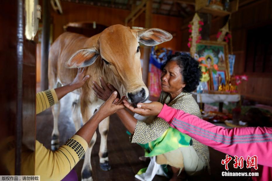 高清：柬埔寨寡妇屋内养牛 坚信牛是丈夫转世