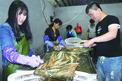 鳌山湾竹节虾迎收获季 丰富休渔期间餐桌