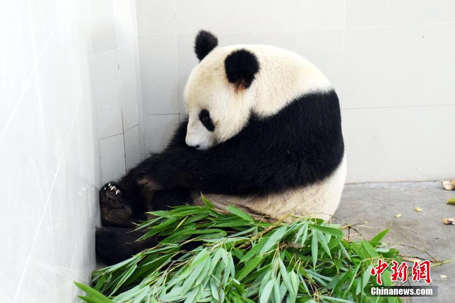 23岁大熊猫生双胞胎 创熊猫产仔最高年龄纪录