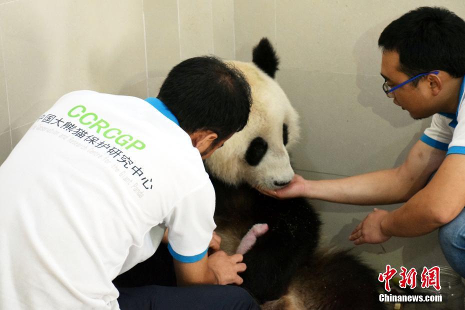 23岁大熊猫生双胞胎 创熊猫产仔最高年龄纪录