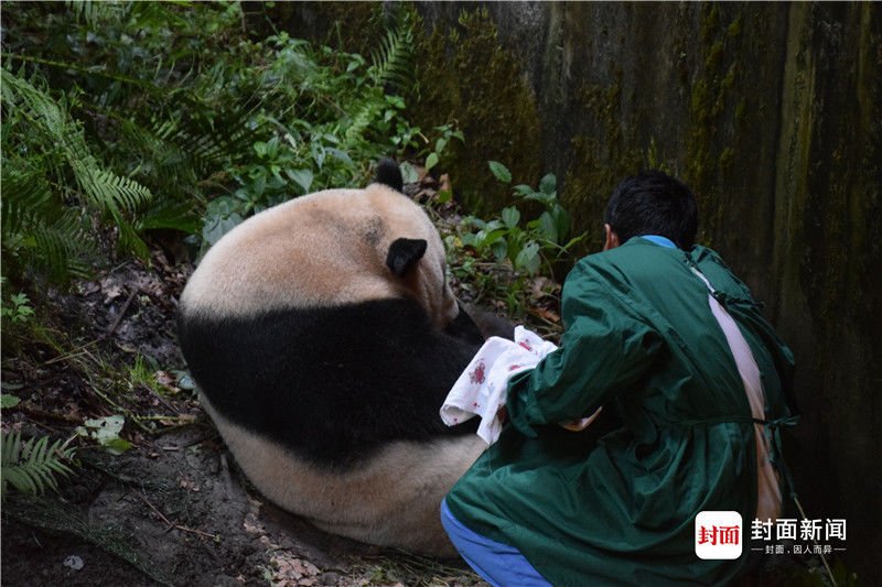 全球首例混血熊猫诞生 专家：提高遗传多样性