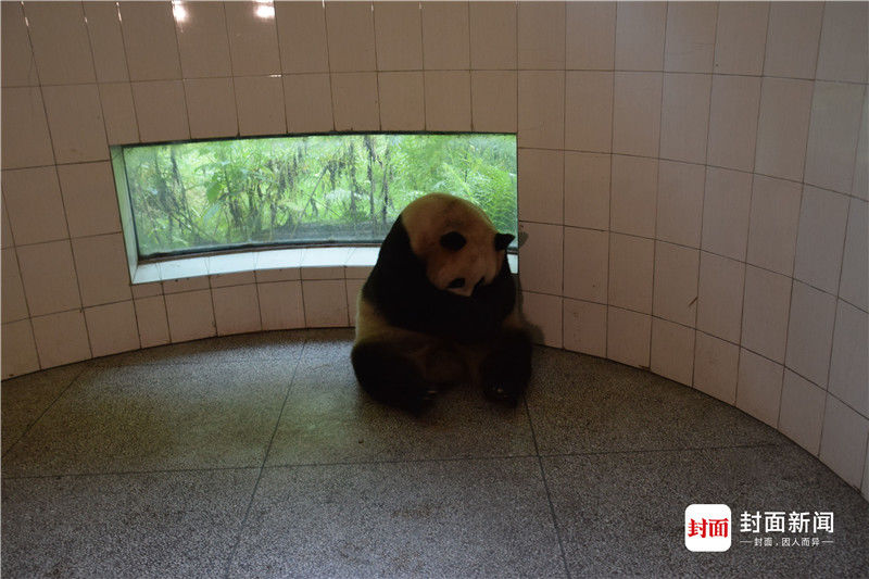 全球首例混血熊猫诞生 专家：提高遗传多样性