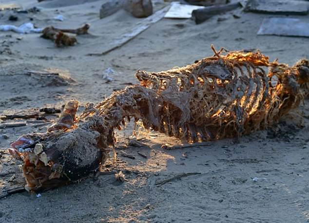 俄海岛惊现6具无头北极熊尸骨 疑遭偷猎者枪杀