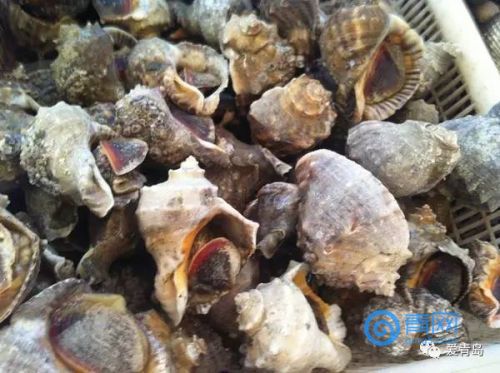 螃蟹海螺对虾 8月青岛这些海货最肥美