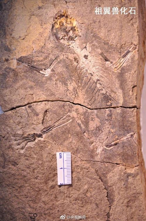 中国发现最原始滑翔哺乳动物化石 居然长这样