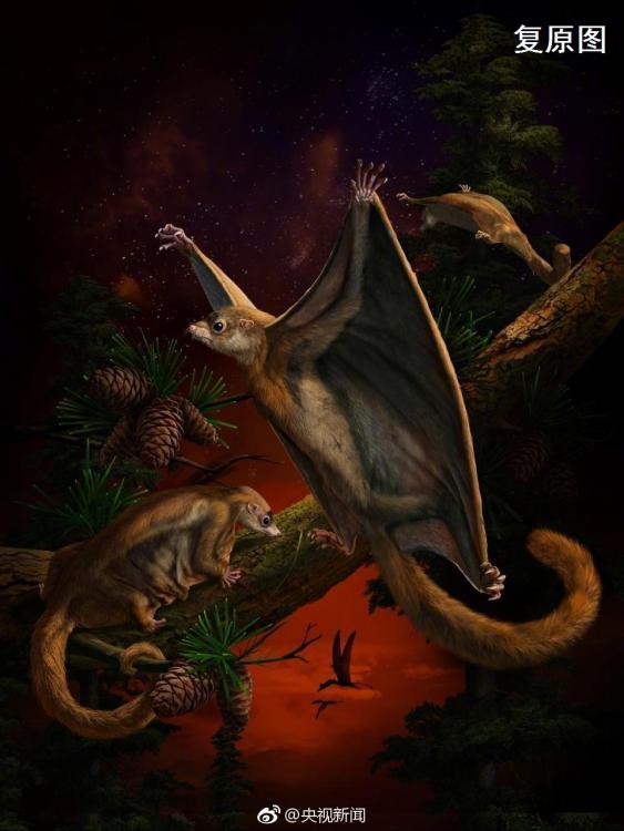 中国发现最原始滑翔哺乳动物化石 居然长这样
