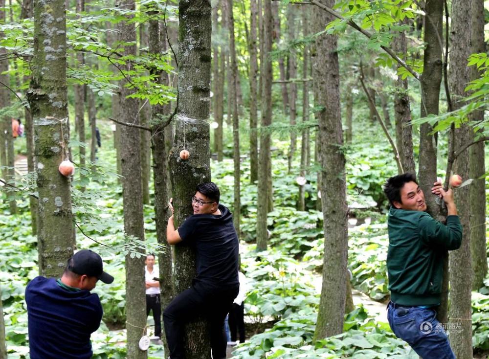河南举行爬树大赛 参赛者宛若猴子同场竞技