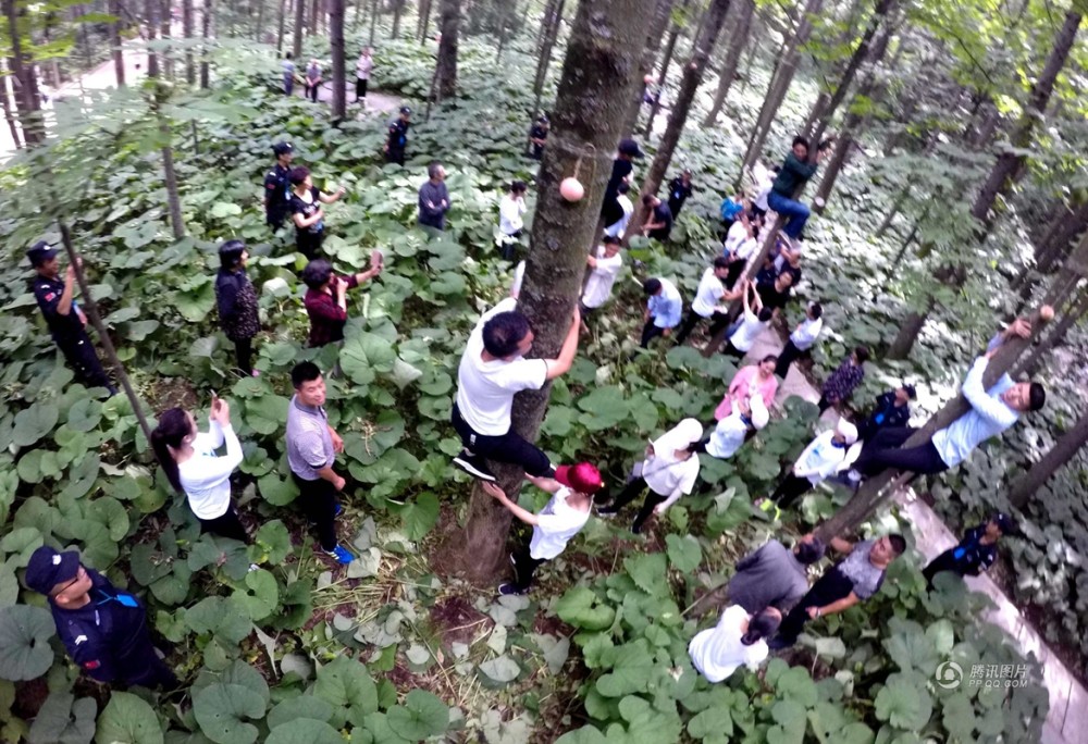 河南举行爬树大赛 参赛者宛若猴子同场竞技