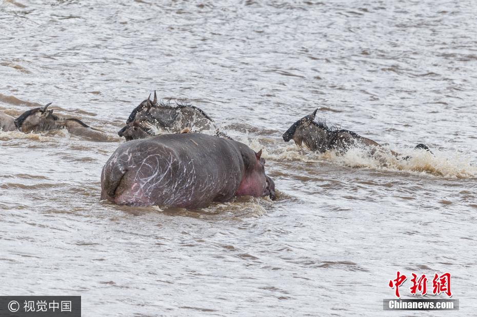 肯尼亚角马年度大迁徙 奋力渡河却遭河马突袭
