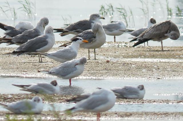 大批鸥鸟迁回胶州湾湿地 惊现世界级濒危候鸟
