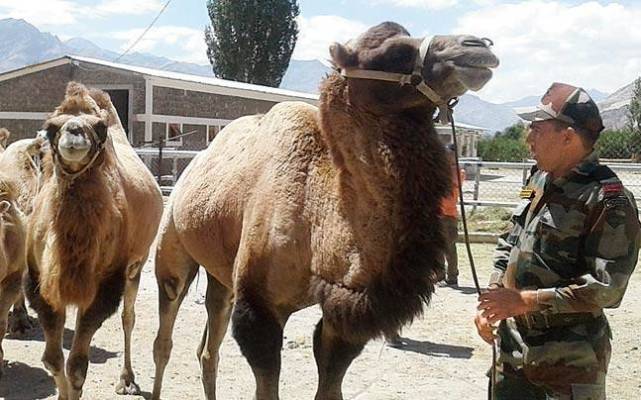 印媒称印军将骆驼部署到中印边境 运送武器弹药