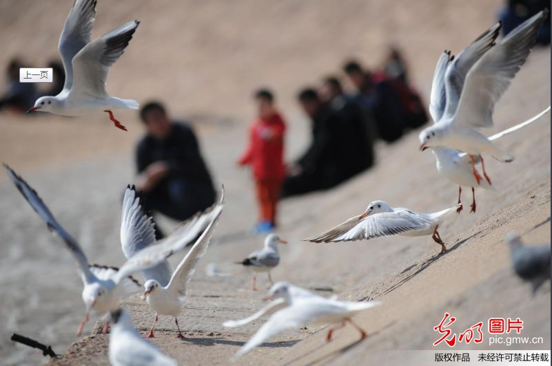 青岛栈桥海鸥准备迁徙 集结觅食场面壮观