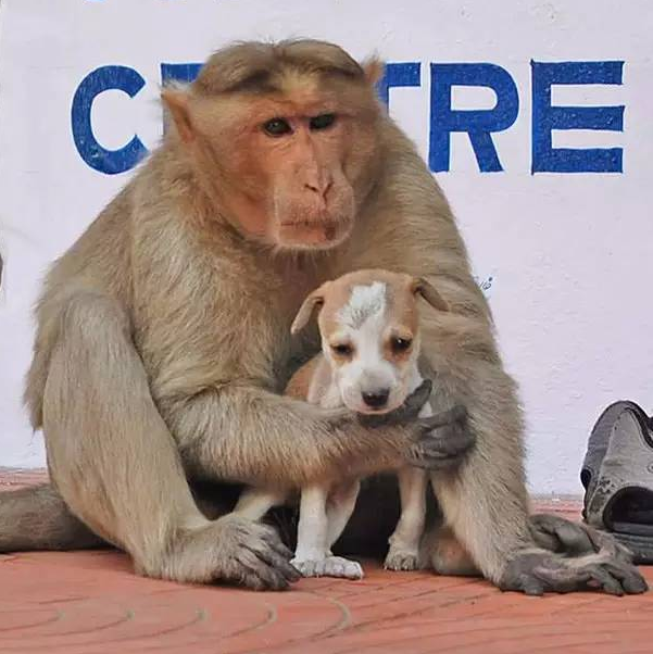 印度猴子收养一只流浪小狗 感动整个世界
