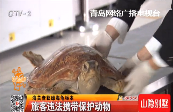 海关截获绿海龟标本 为国家二级保护动物