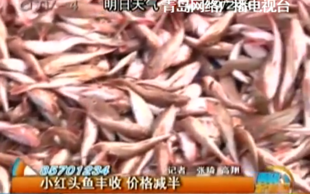沙子口海鲜批量上市 红头鱼卖出白菜价