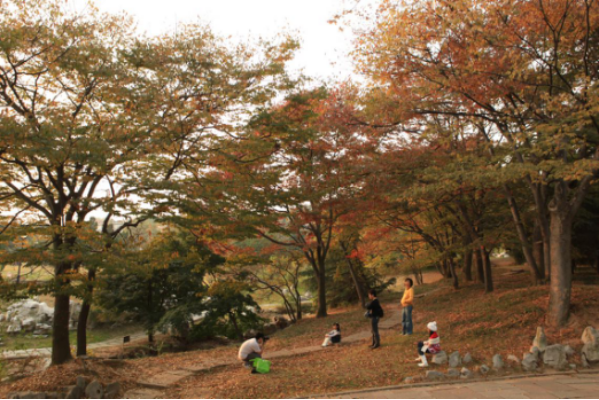 秋日胜春朝 十一假期来青岛看这7大类彩叶树