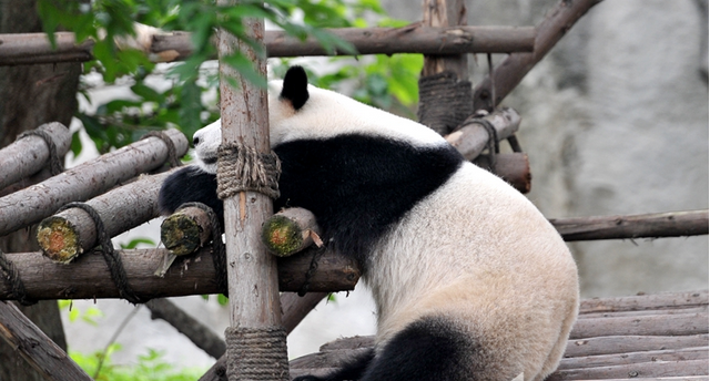 成都熊猫基地门口排长队 游客:已变人类基地