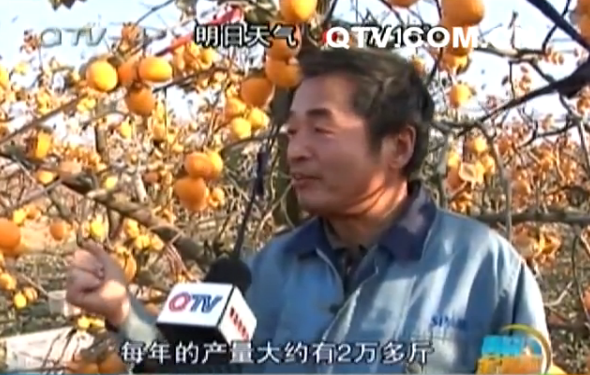 网上谣言坑惨农户 五六吨柿子滞销家中