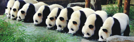  曾经上野园的微博封面图就是9只熊猫一起吃东西。