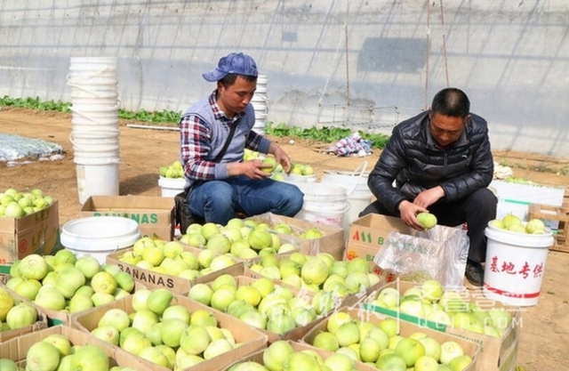 莱西市马连庄头茬甜瓜上市(图)