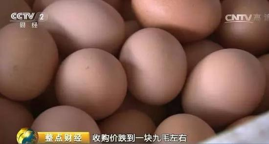 鸡蛋收购价每斤1.9元创20年新低 养殖户贱卖母鸡